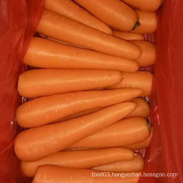 Good Quality of Chinese Fresh Carrot From Factory